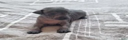 Mexican Hairless dogs for sale: Mexican hairless mini girls - Advert 3