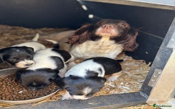 English Springer Spaniel dogs for sale: Beautiful Springer spaniel puppies  - Image 13
