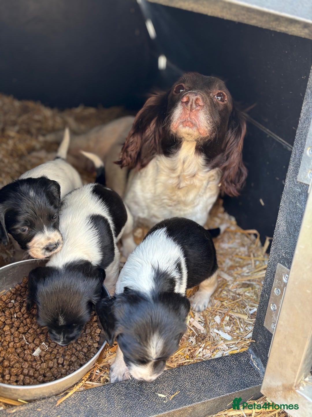 English Springer Spaniel dogs for sale: Beautiful Springer spaniel puppies  - Image 13