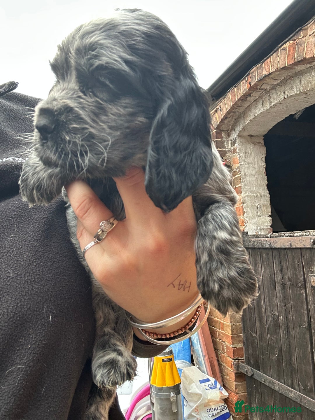 Cocker Spaniel dogs for sale: Cocker spaniel puppies  - Image 5