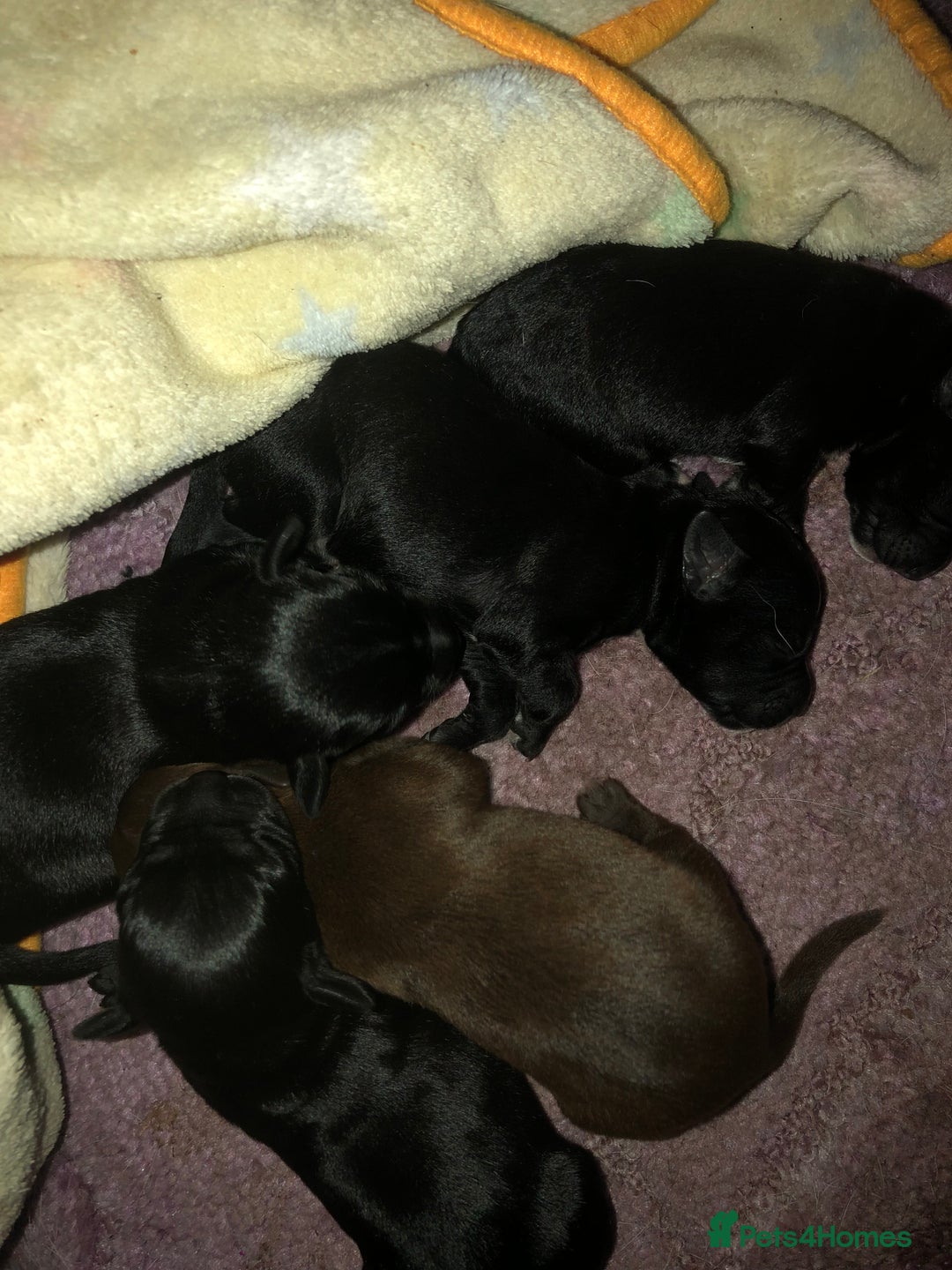 Patterjack dogs for sale: Both mum and dad are family pets - Image 2