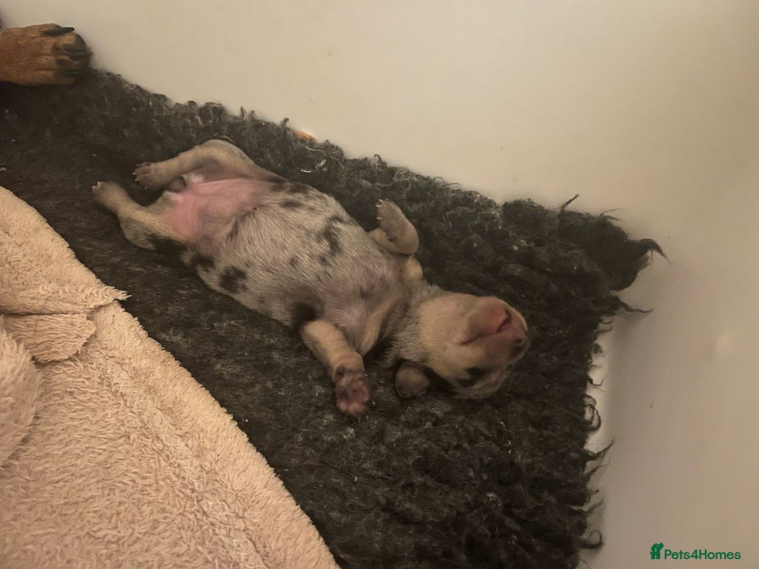 Miniature Dachshund dogs for sale: Amazing miniture dachshund puppies  - Image 2