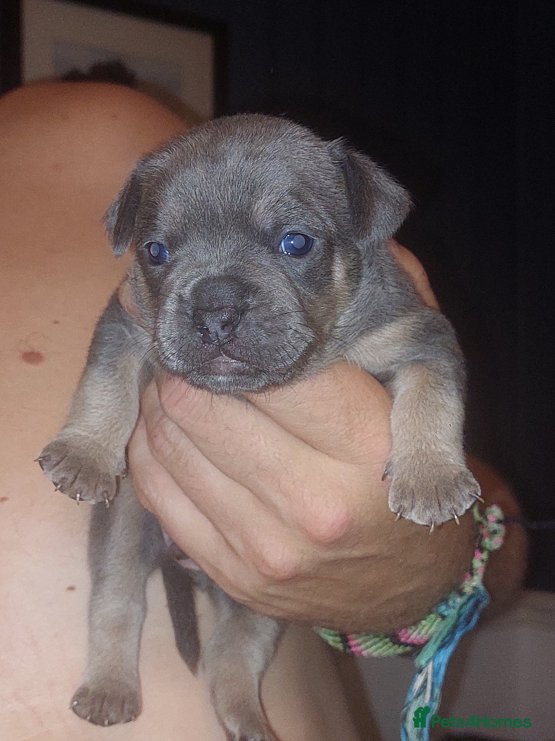 Mixed Breed dogs for sale: FRENCH BULLDOG X STAFFY  - Image 9