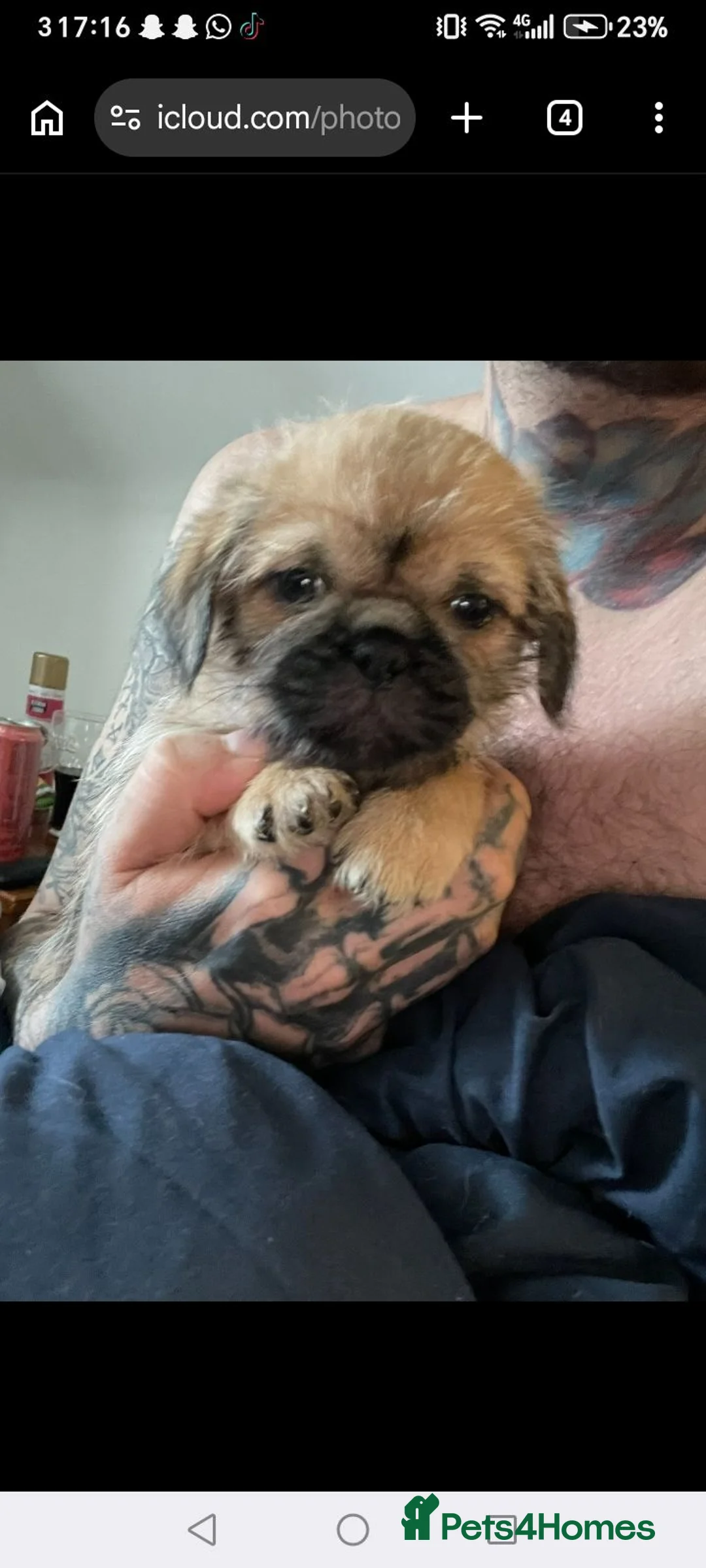 Shih Tzu dogs for sale: 8 beautiful shih-tzu pups  - Advert 28