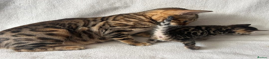 Bengal Kitten 3