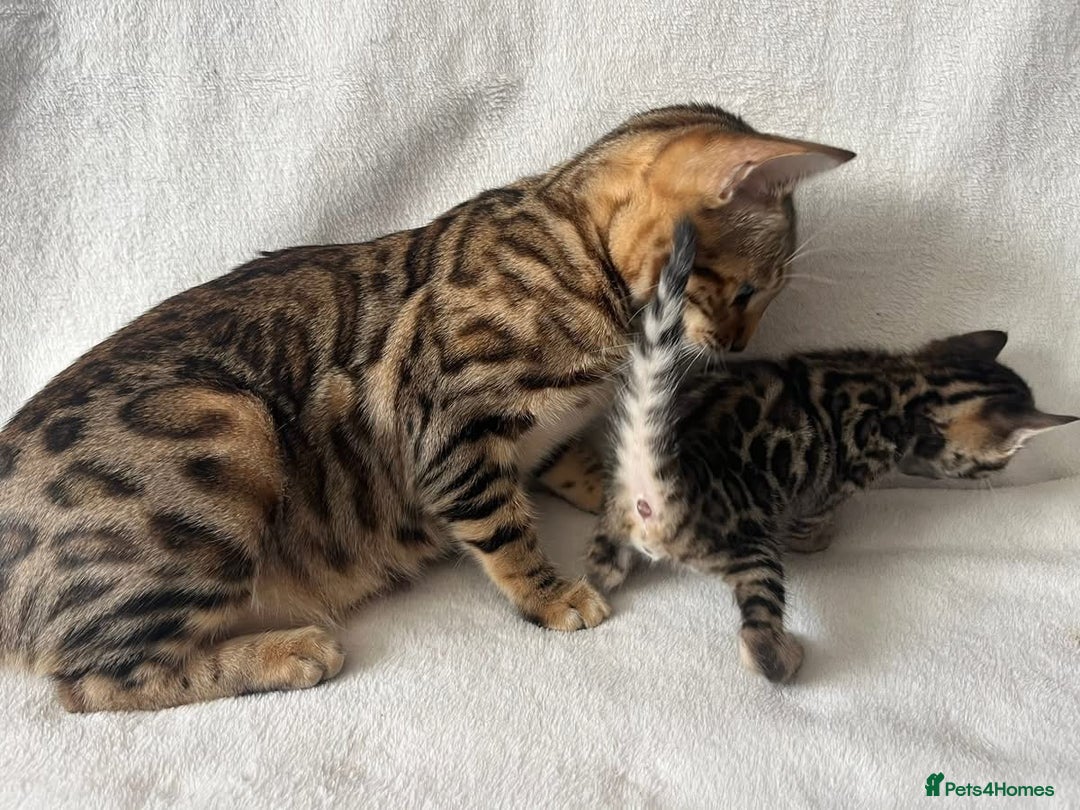 Bengal cats for sale: Baby bengals - Image 11