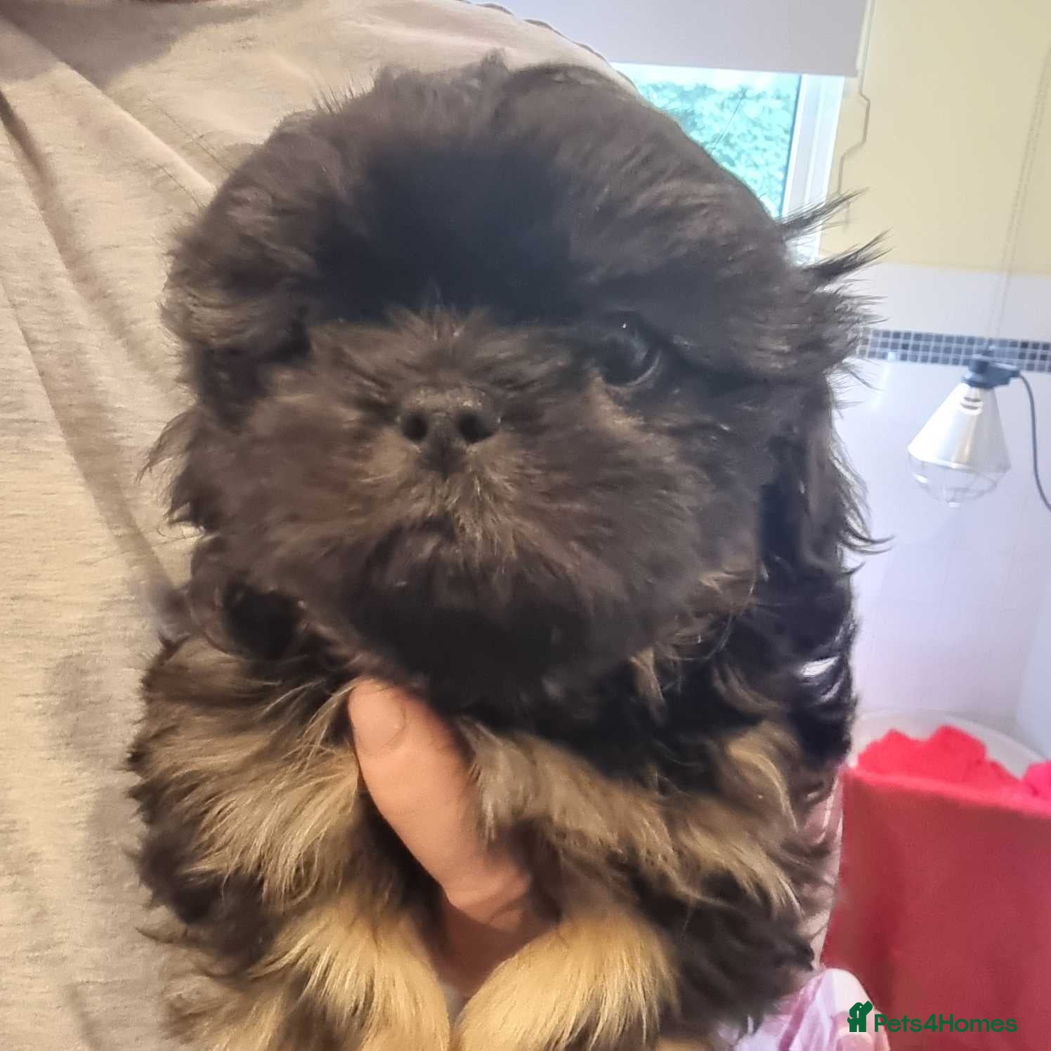 Shih Tzu dogs READY TO LEAVE OPEN TO OFFERS KC stunning tiny boy - Advert 2