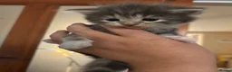 Mixed Breed cats for sale: Grey tabbies for sale - Advert 12