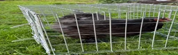 Chickens poultry for sale: Pair of brahmas - Advert 36