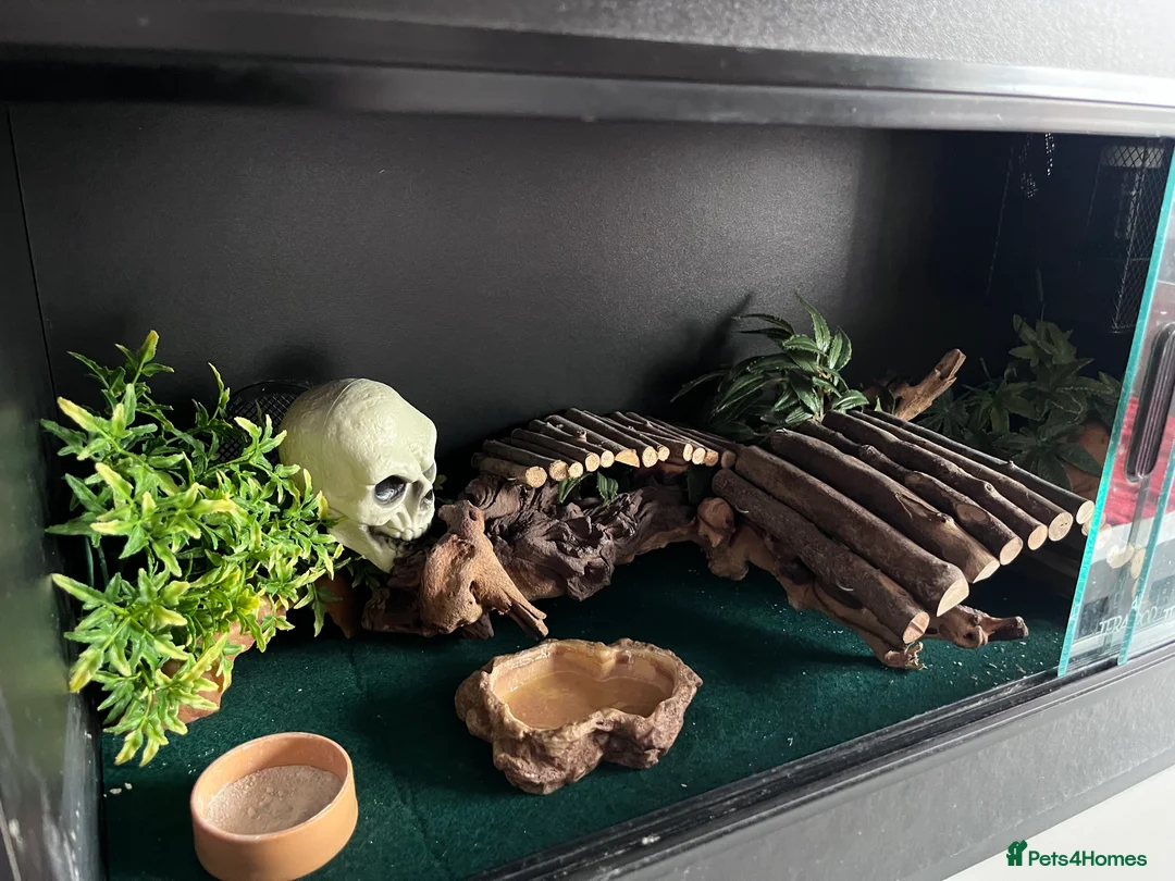 Leopard Gecko reptiles for sale: Leopard gecko and set up  in Ipswich - Advert 4