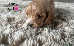 Cockapoo dogs for sale: ⭐️F1B cockapoo puppies⭐️ - Image 9