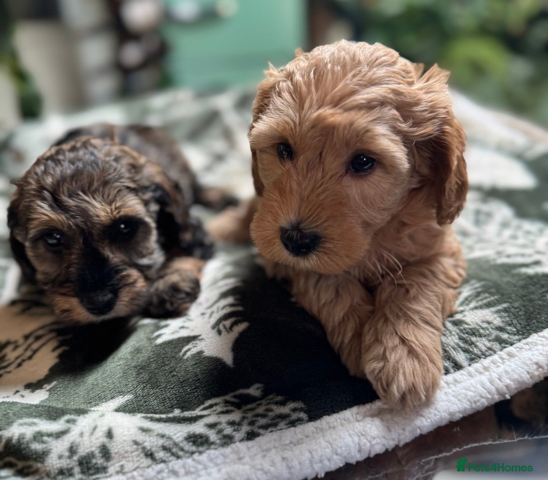 Schnoodle dogs for sale: Miniature Schoodle puppies - Image 26