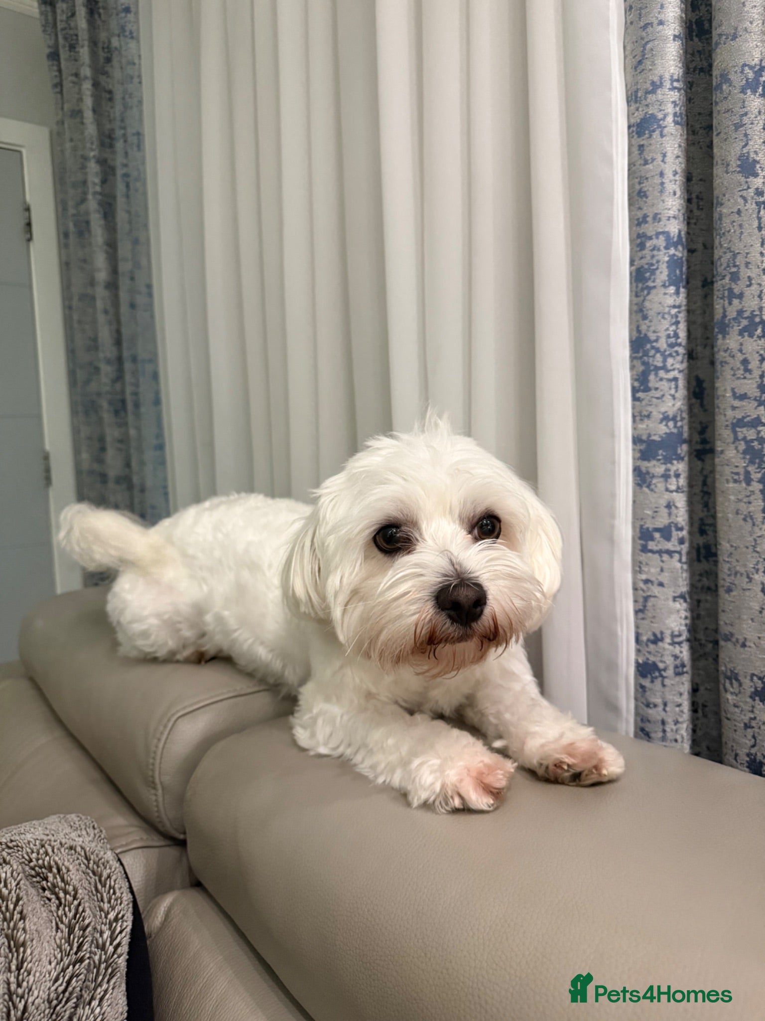 Maltese dogs Maltese dog Mylo  - Advert 1
