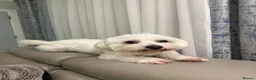 Maltese dogs for sale: Maltese dog Mylo  in London - Advert 1