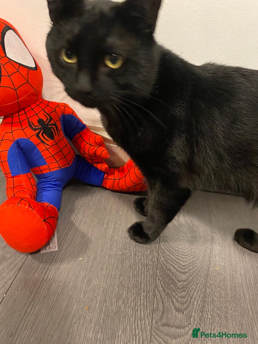 Domestic Shorthair cats for sale: 1 year old boy looking for his new home! - Image 4