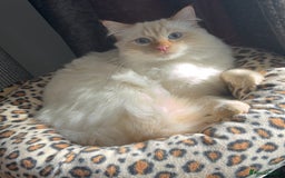 RagaMuffin cats for sale: Ghost - Image 4