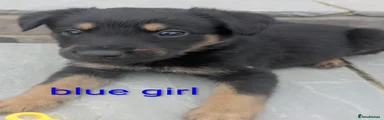 Blue Mixed Breed 3