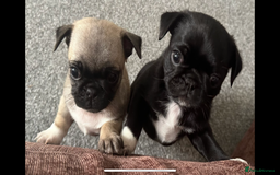 Pug dogs for sale: READY 19/09/25 Boys x2 Pugs - Image 1