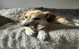 Mixed Breed dogs for adoption: Teddy is looking for a home! - Image 3