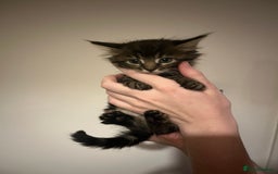 Mixed Breed cats for sale: Kittens ready to go! - Advert 11