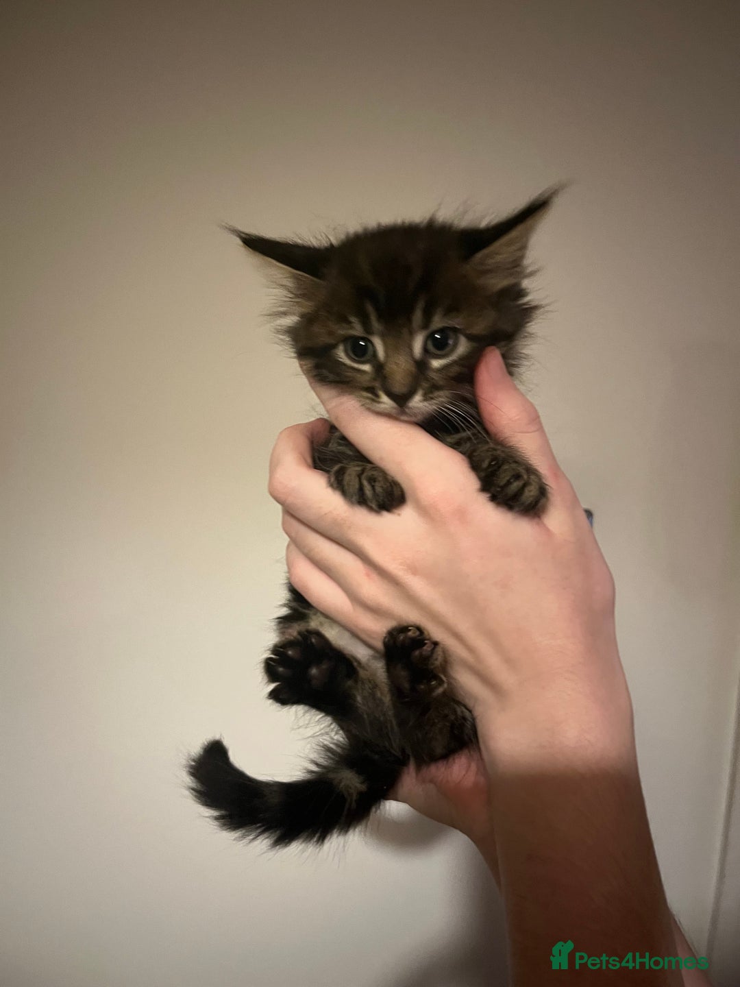 Mixed Breed cats for sale: Kittens ready to go! - Advert 11