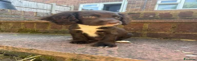 Cocker Spaniel 4