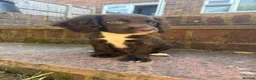 Cocker Spaniel dogs for sale: Working cocker spaniels  - Advert 9
