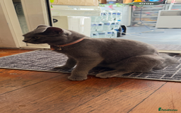 Brazilian Shorthair cats for sale: British short hair - Image 4