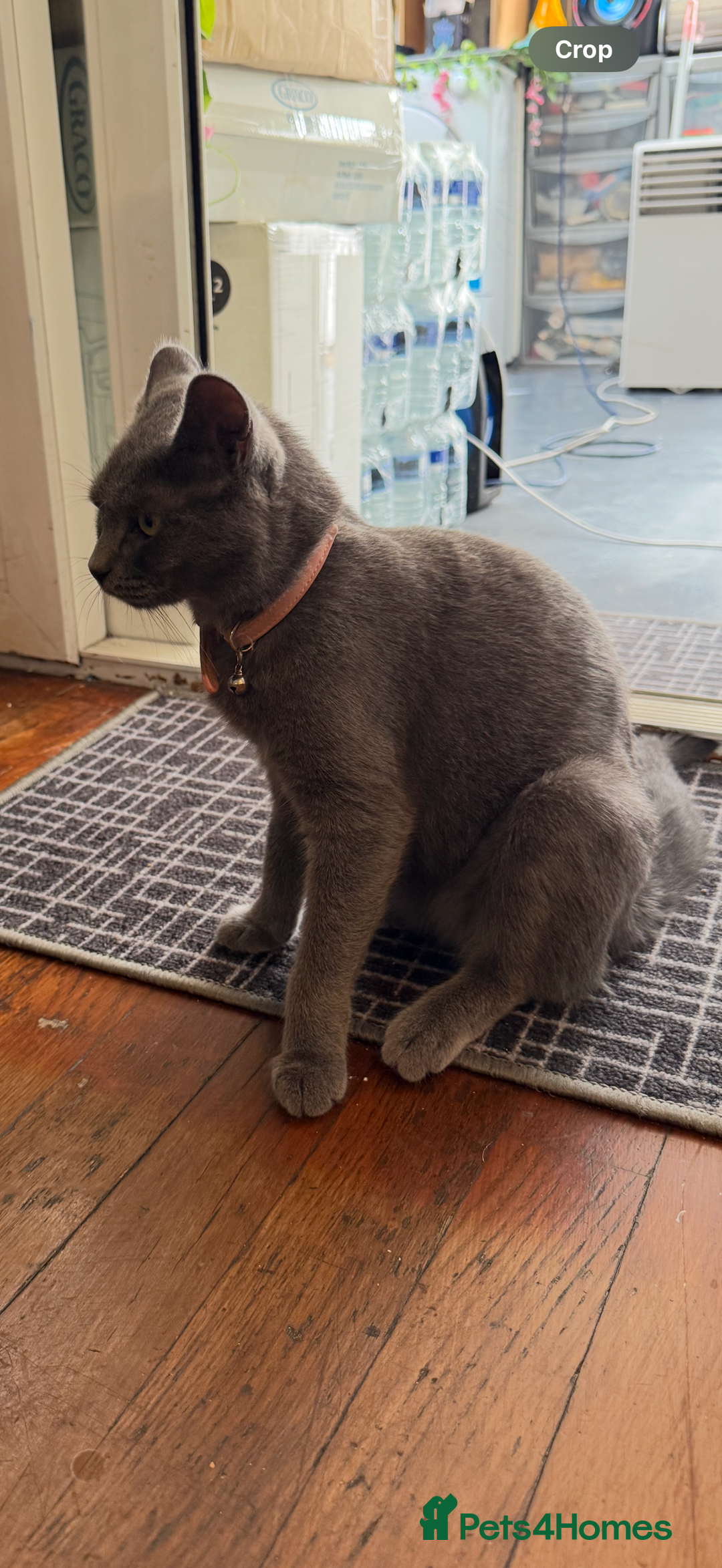 Brazilian Shorthair cats for sale: British short hair - Image 4