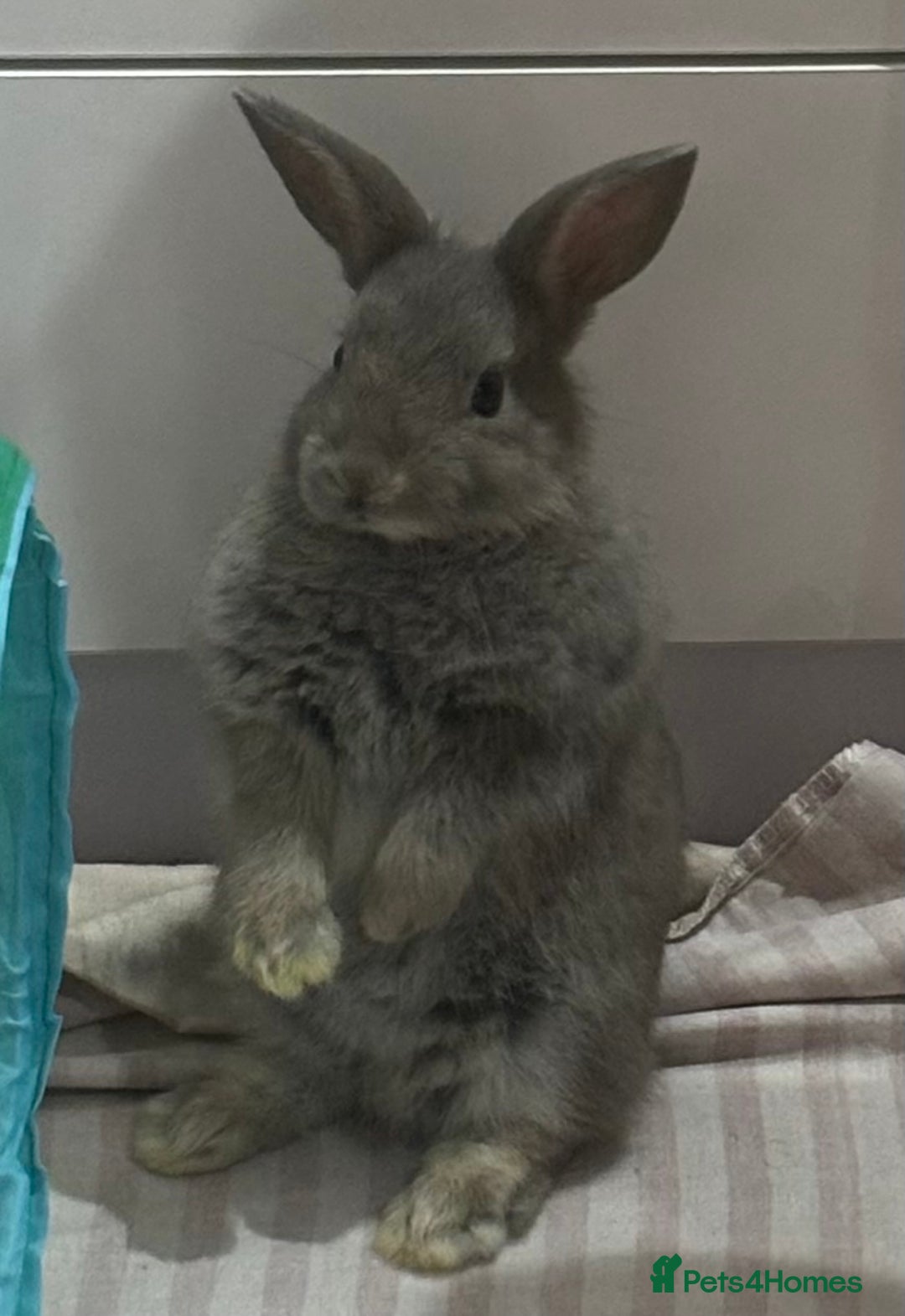 Mixed Breed rabbits for sale: Two beautiful bunnies for sale  - Advert 3