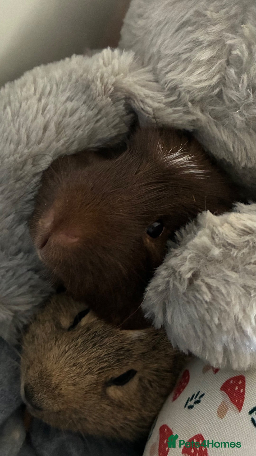 Guinea Pig rodents 3 male bonded guinea pigs  - Advert 2
