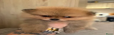 Pomeranian 3
