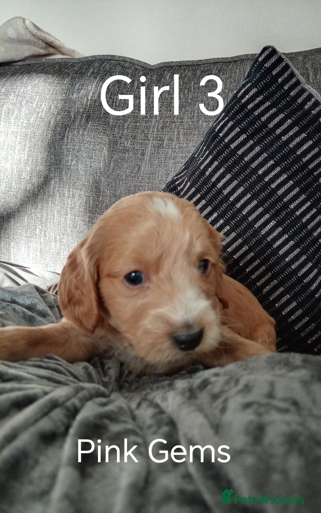 Cockapoo dogs for sale: 8 Beautiful Cockapoos puppies - Advert 27