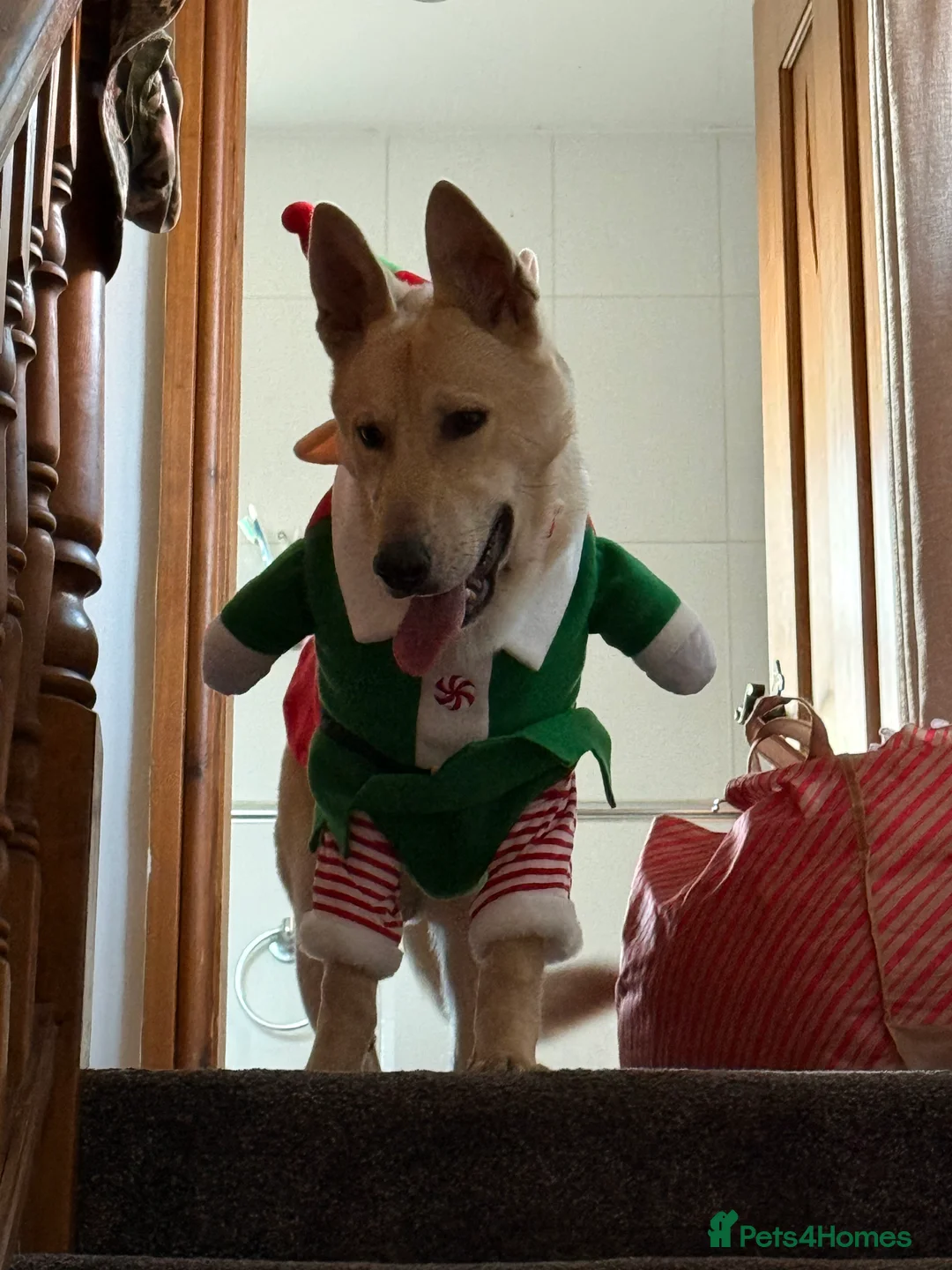 Mixed Breed dogs for sale: gerberian shepsky - Advert 2