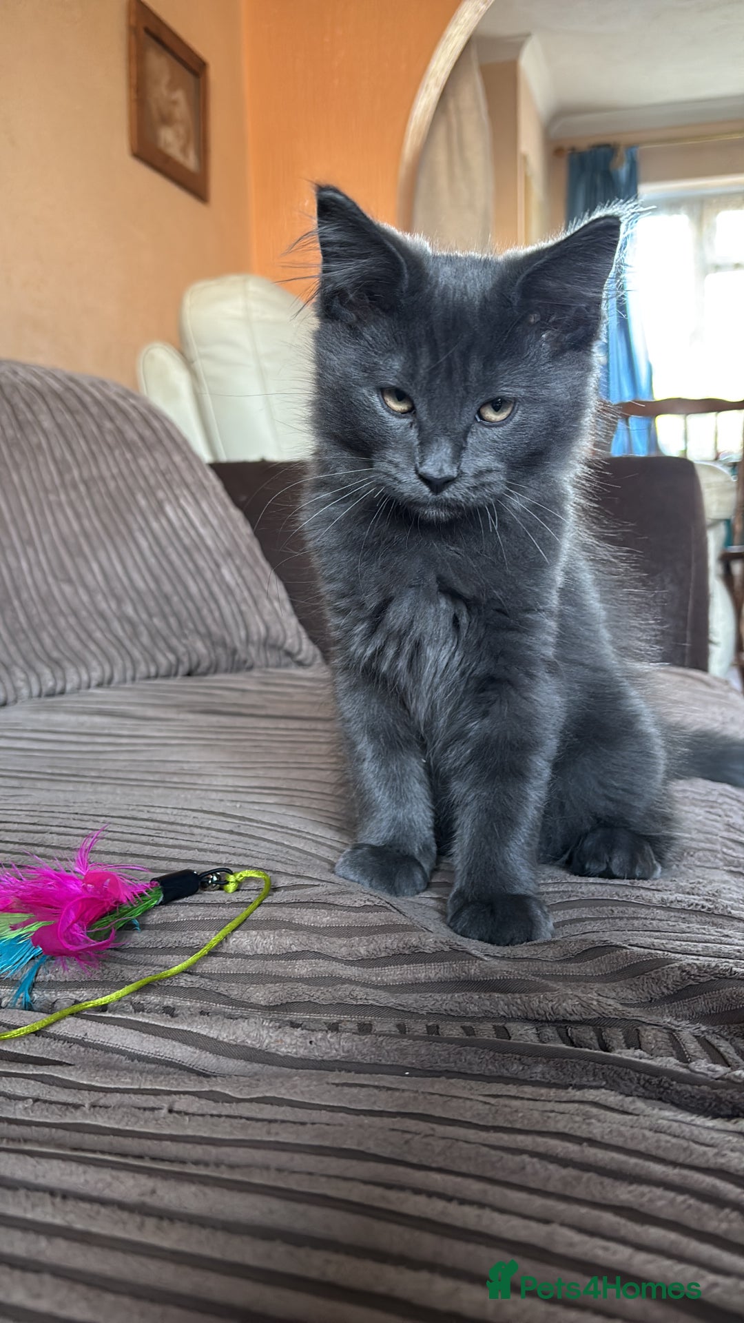 Ragcoon cats for sale: Beautiful Maine Coon x Ragdoll Kittens  Available - Advert 16