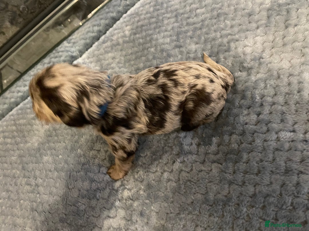 Cockapoo dogs for sale: 5 ⭐️ Cockapoo Puppies for 5 ⭐️ homes only - Image 36