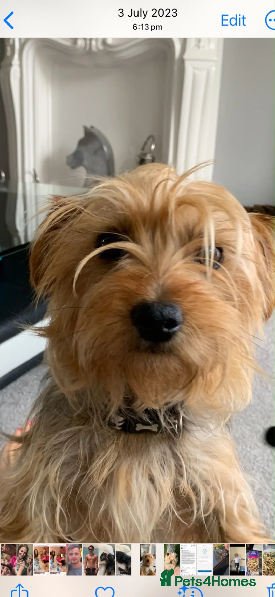 Yorkshire Terrier dogs for sale: Yorkshire terrier puppies for sale  - Advert 21