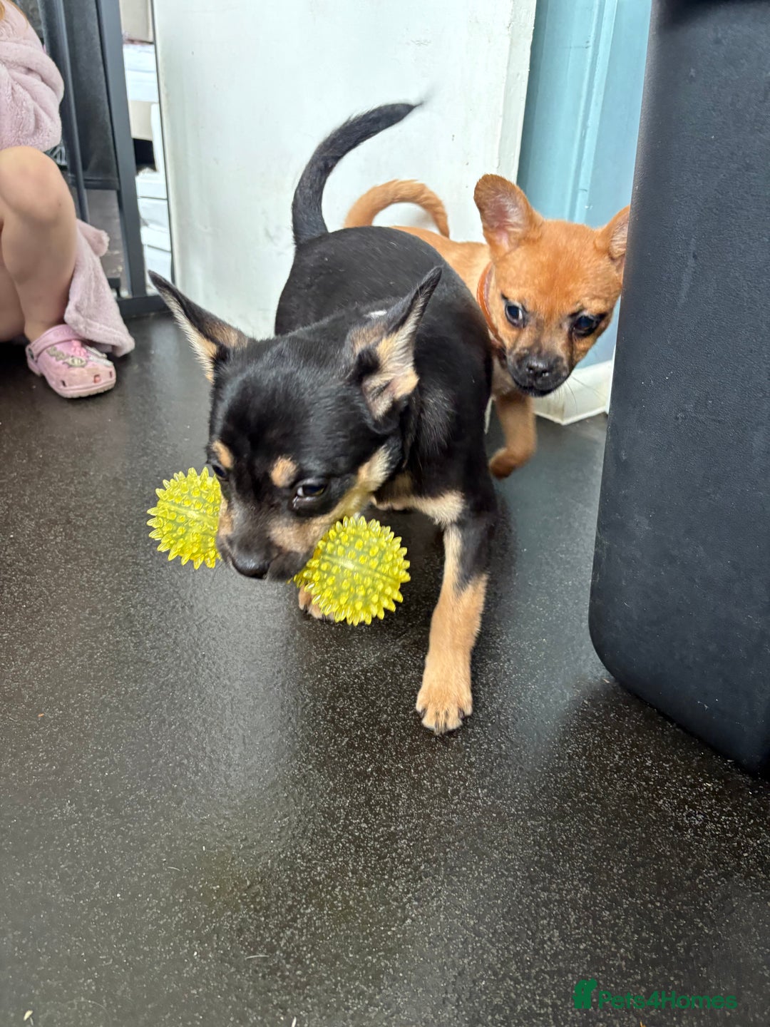 Mixed Breed dogs for sale: FrenchieXPomeranian  - Image 23