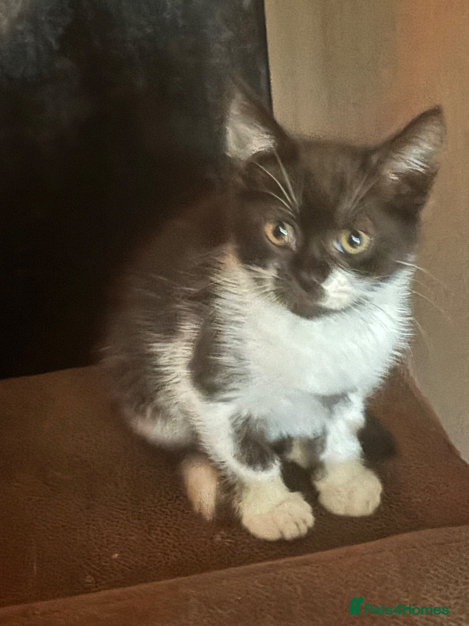 Mixed Breed cats Black/White Female kitten  - Advert 3