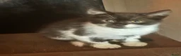 Mixed Breed cats for sale: Black/White Female kitten  - Advert 1