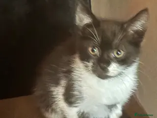 Mixed Breed cats Black/White Female kitten - Advert 3
