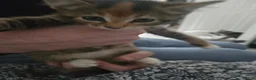 Mixed Breed cats for sale: Mixed kitten for sale - Advert 3