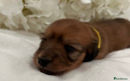 Miniature Dachshund dogs for sale: Picture Perfect Puppies  - Image 4