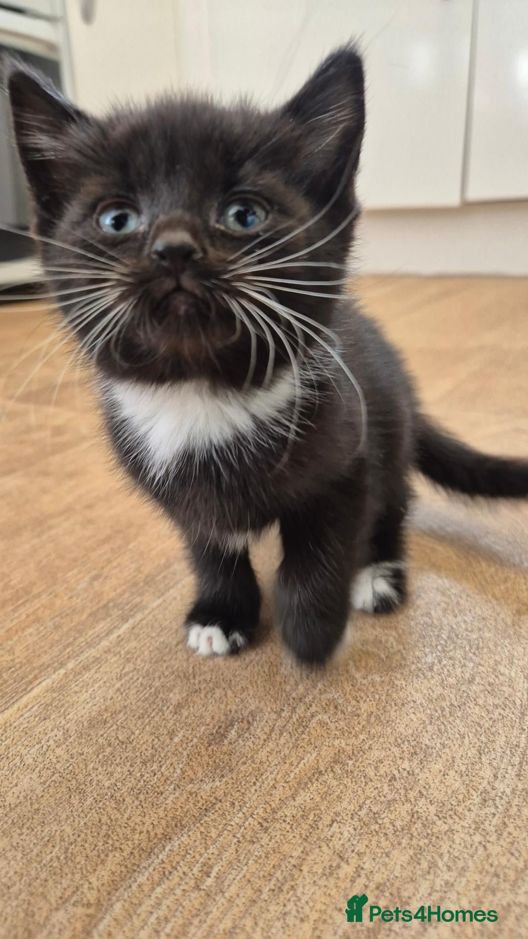 Mixed Breed cats  8 weeks old British short hair cross kittens  - Advert 1