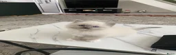 Ragdoll cats for sale: ✨Adorable Ragdoll kittens for sale✨ in Glasgow - Advert 11