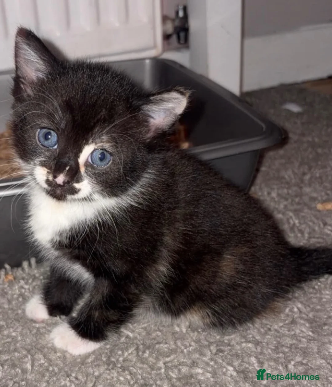 Mixed Breed cats for sale: ginger boy black girl  - Advert 2