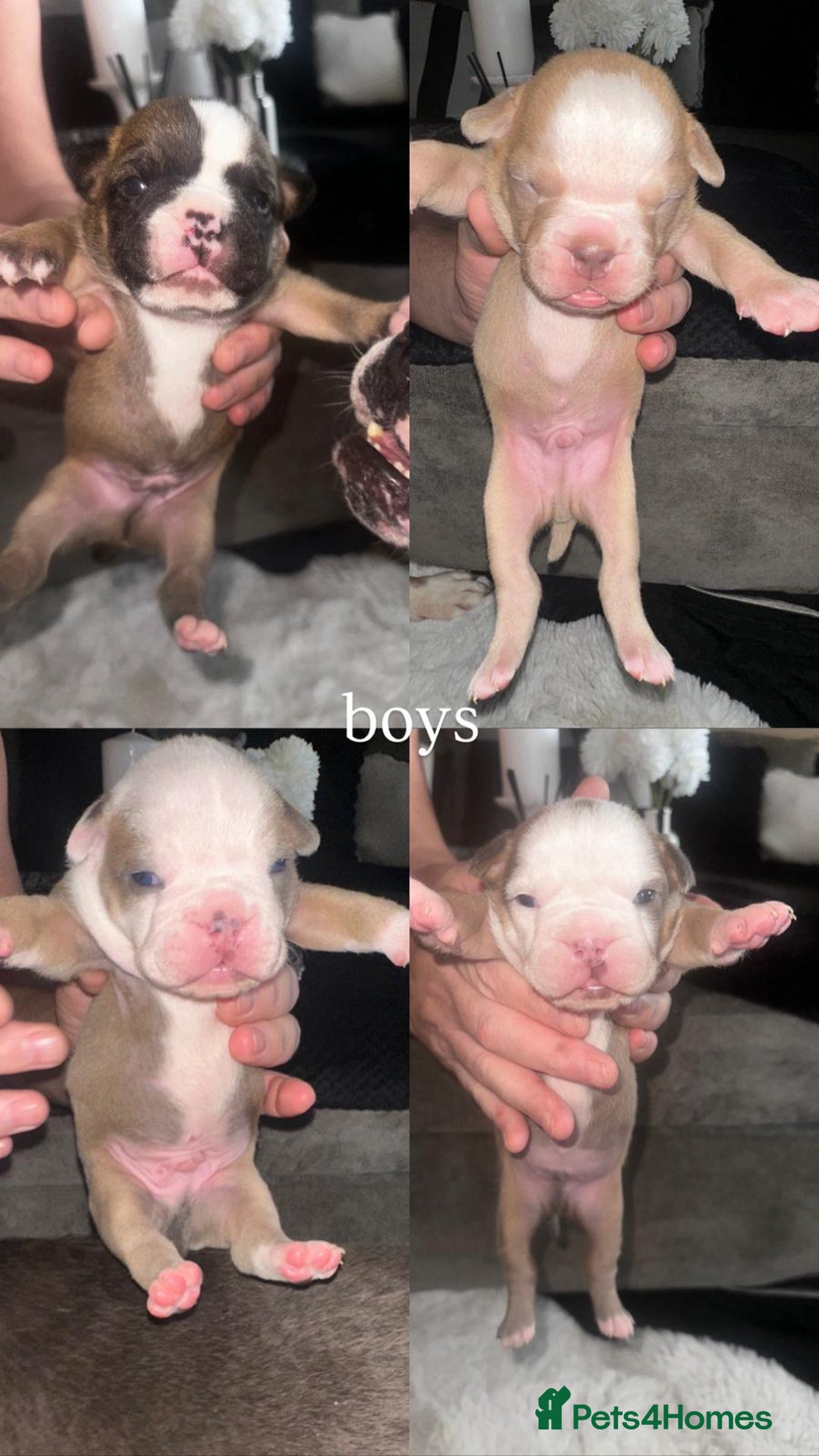Olde English Bulldogge dogs for sale: Olde English Bulldogge Puppies  - Image 3