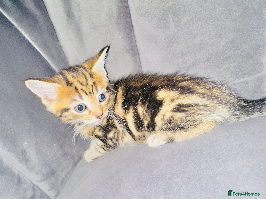Mixed Breed cats for sale: Calico/tabby kittens  - Image 2