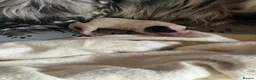 English Setter dogs for adoption: Mara's pups -4x male 4x female English Setter pups - Advert 2