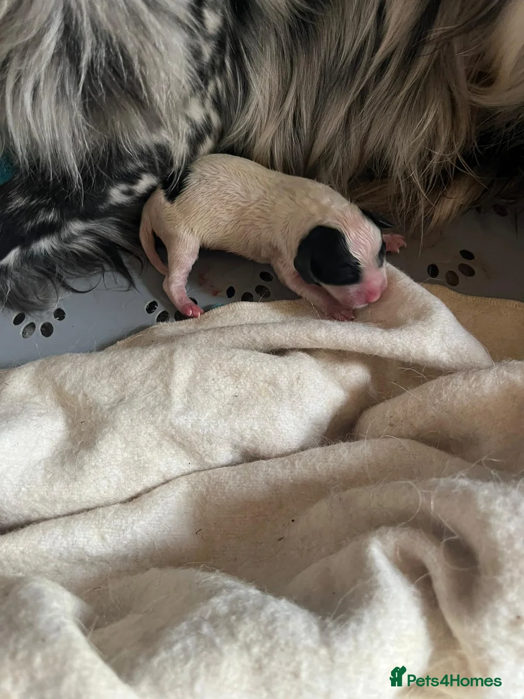 English Setter dogs for adoption: Mara's pups -4x male 4x female English Setter pups - Advert 2